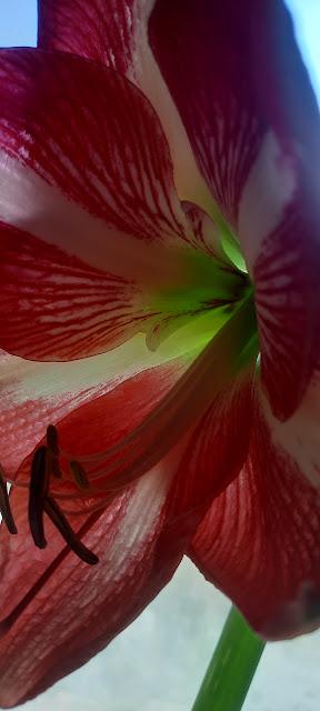 Amaryllis Again