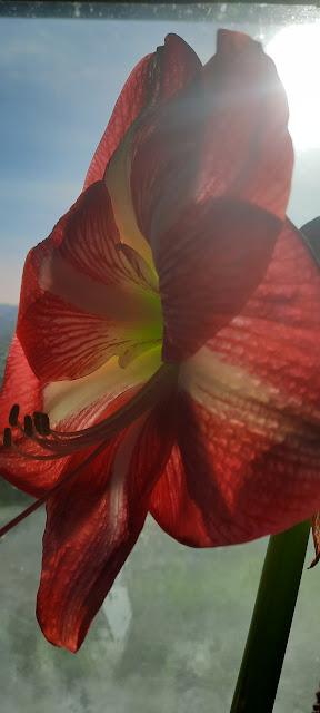 Amaryllis Again