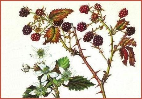 Brambles Brambles