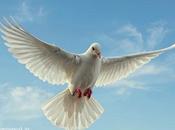 அவள் மேனகை; அபிமான தாரகை