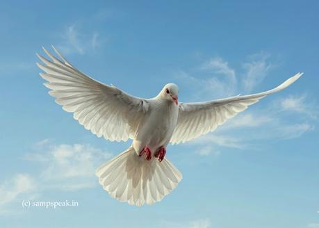 அவள் ஒரு மேனகை; என் அபிமான தாரகை அவள் ஒரு மேனகை; என் அபிமான தாரகை