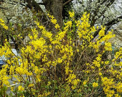 Cherry blossoms and forsythia