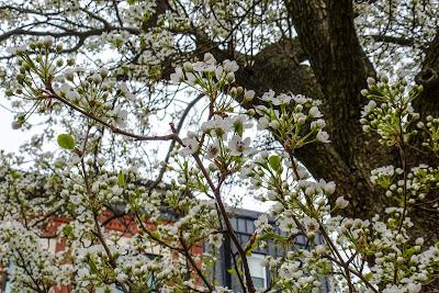 Cherry blossoms and forsythia