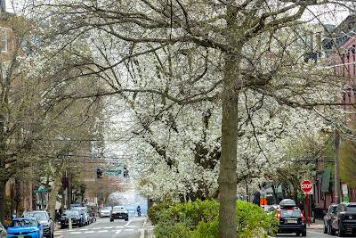 Cherry blossoms and forsythia