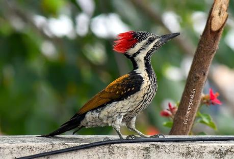 Black-rumped flameback  ~   மனம் கொத்திப் பறவை  !!!