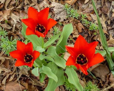 Daffodil, tulips, and whatever they are
