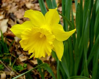 Daffodil, tulips, and whatever they are