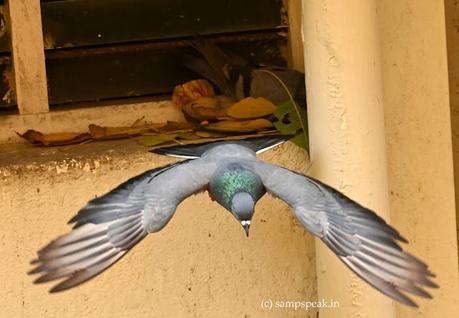 the feral dive !!!