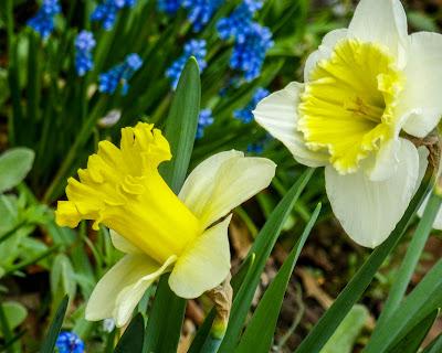 Daffodils and pansies