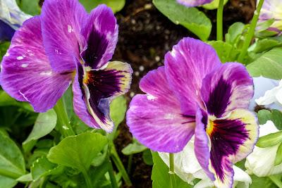 Daffodils and pansies