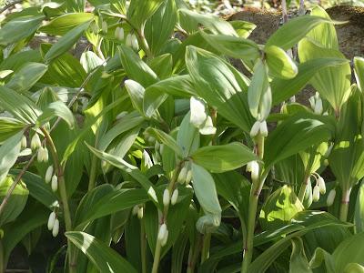 Oh, Spring! Oh, Joy!