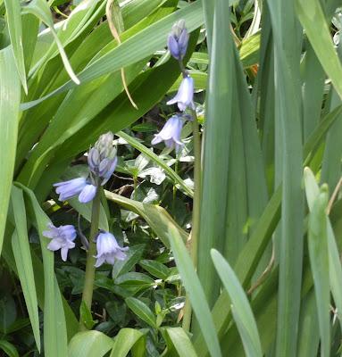 Oh, Spring! Oh, Joy!