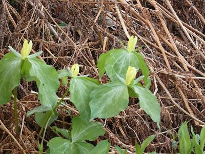 Oh, Spring! Oh, Joy!