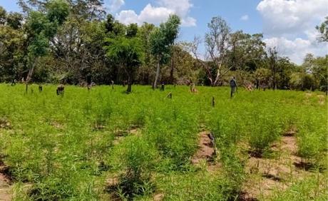 Illegal cannabis cultivation seized in Udawalawe Reserve Illegal cannabis cultivation seized in Udawalawe Reserve