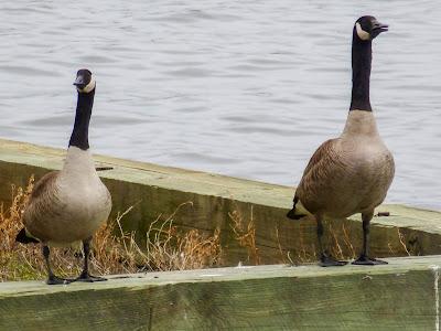 Flowers, geese, bacon