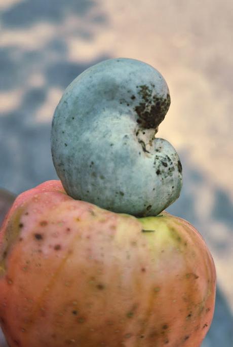 முந்திரிக் கொட்டை