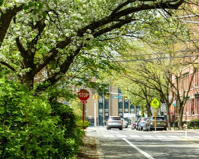 Trees in Hoboken, 11th Street