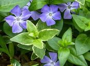 Some More Flowers