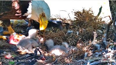 CELEBRATE EARTH DAY by Watching Young Eagles in the Nest