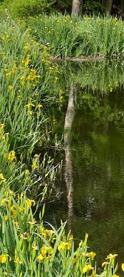 At the Pond