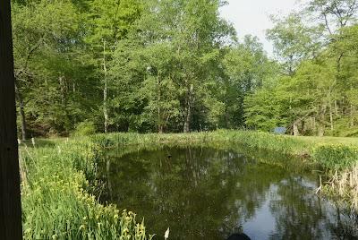 At the Pond