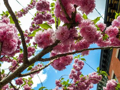 Pink cherry blossoms