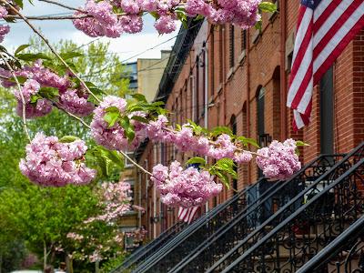 Pink cherry blossoms