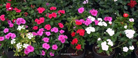 Nithya kalyani blooms !!