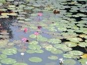 Lotus Blooms