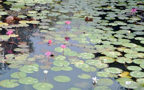 Lotus blooms !!!