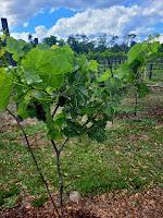 Grape Spotlight: The Stover Grape