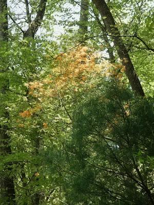 A Flame in the Woods