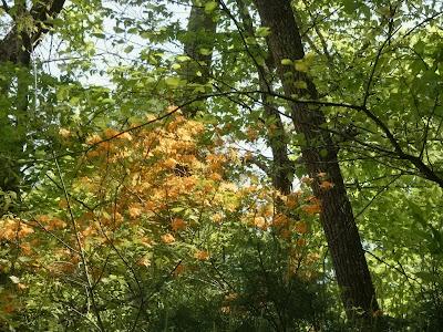 A Flame in the Woods