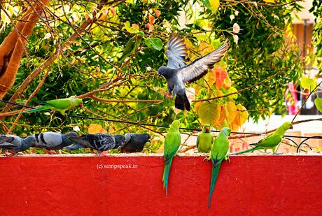 Pigeons, Parrots or ............ ! alt=