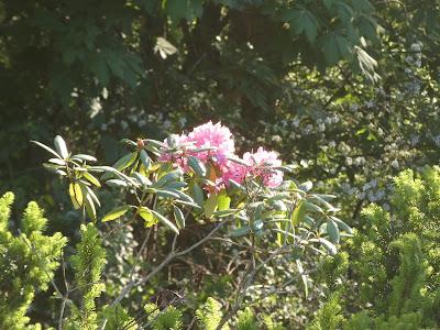 Morning  Light