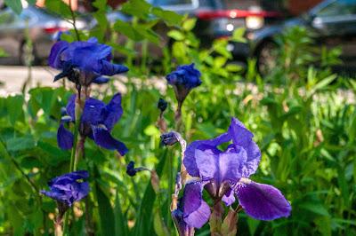 The irises have arrived!