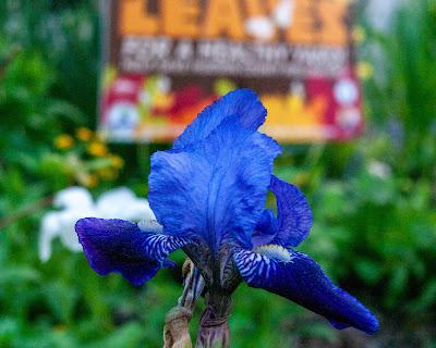 The irises have arrived!