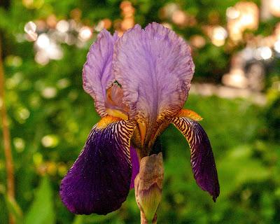The irises have arrived!
