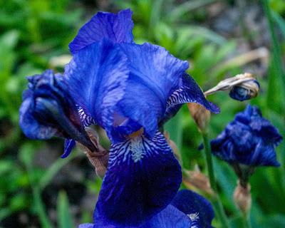 The irises have arrived!