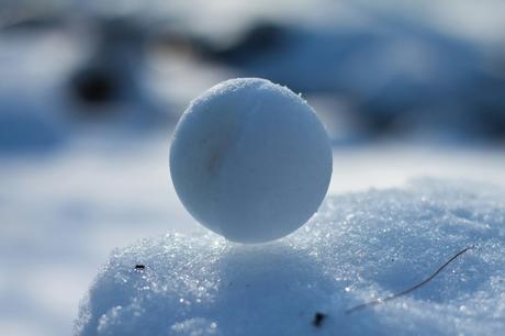 Snowballs in Spring