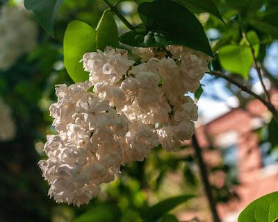 Some other flowers