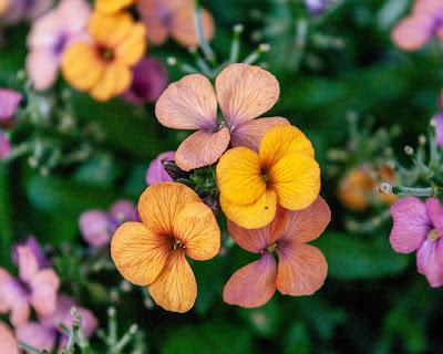 Some other flowers