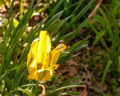 Some other flowers