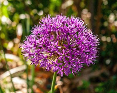 Some other flowers
