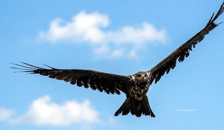 ஒரு பூவனத்திலே... சுகம் குலு குலுங்குது.  Kazhugu, the raptor !!