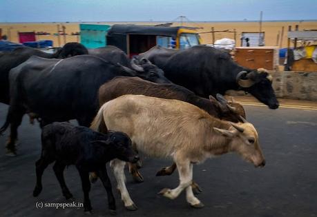 Cattle walk !  Erumai on the prowl !!
