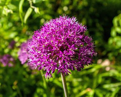 Magenta, green, white