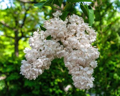 Magenta, green, white