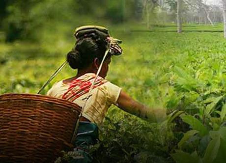 New pension scheme for tea industry workers
