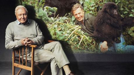 A Gorilla Story Told By David Attenborough